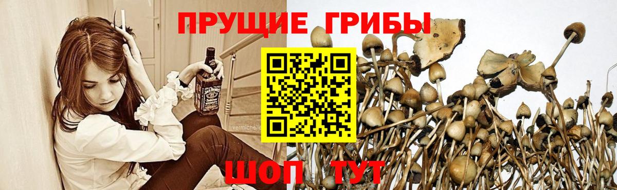 Псилоцибиновые грибы мицелий  Владимир  Псилоцибиновые грибы Psilocybe 